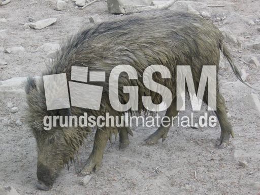 Wildschwein2.JPG